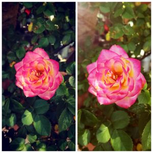 花盛り